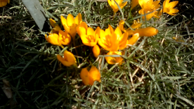 Vlcsnap-2014-03-03-15h17m08s64.png