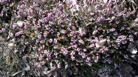 Vlcsnap-2014-03-03-16h32m36s23.png