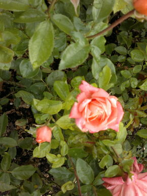 140920131961.jpg