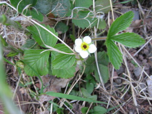 Wald-Erdbeere.jpg