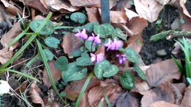Vlcsnap-2014-03-03-15h42m56s182