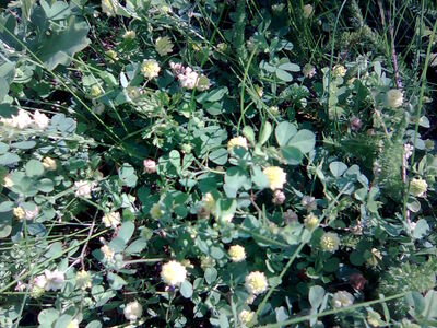 Hopfenklee