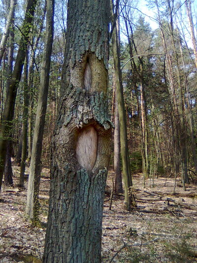 Splintholzwunde