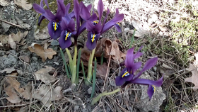 Vlcsnap-2014-03-03-15h27m41s246