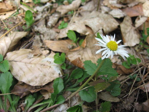Gänseblümchen.jpg