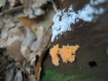 Tubifera.ferruginosa