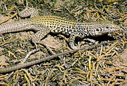 Top10 vestigial whiptail