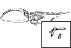 Top10 vestigial whalebone