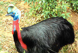 Top10 vestigial cassowary