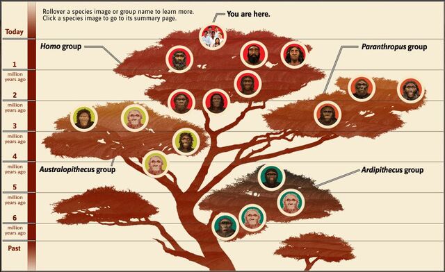 Fișier:Humantree1.jpg