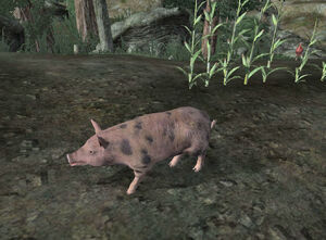 Piggy1