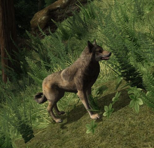 File:Wolf cr.jpg
