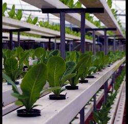 Hydroponic