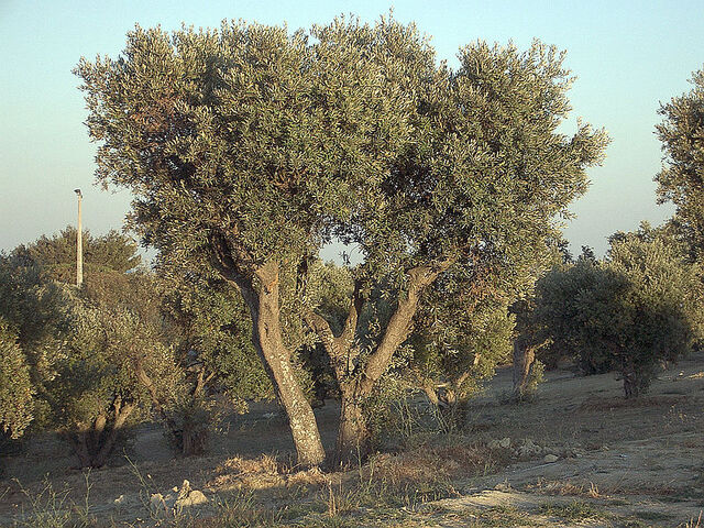 File:Olive tree.jpg