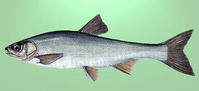 File:Podbila (Chondrostoma phoxinus).jpg