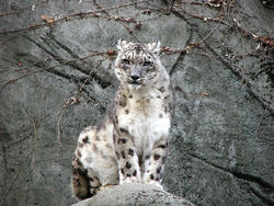Snow leopard stock 17 by hotnstock-d4rmgof