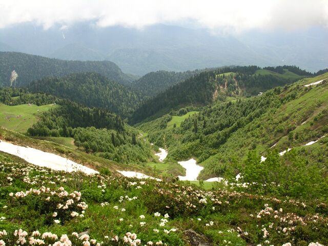 File:Mountain-valley-blossoming.jpg