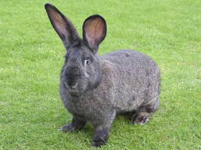 File:Bella.jpg
