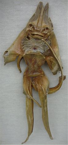 File:220px-Jenny Haniver1218.jpg