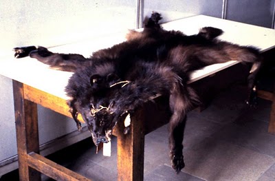 File:AndeanWolf-skin.jpg