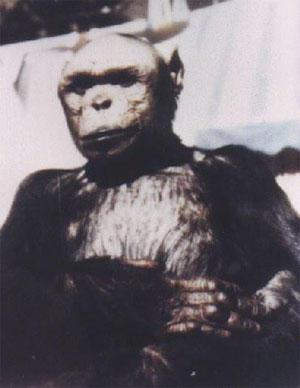 File:Humanzee.jpg