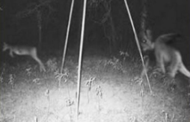 File:Jersey-devil1.jpg