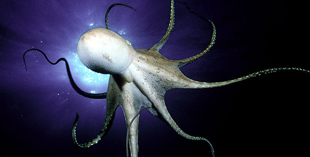 File:Na img octopus legend.jpg