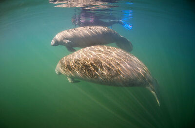 Florida-tampa-electric-manatee-viewing-center