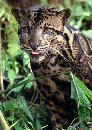 LeopardR1403 468x660
