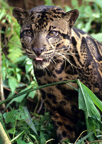 File:LeopardR1403 468x660.jpg