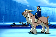 300px-Buffel-Jak.png