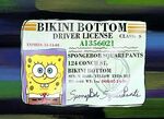 Spongebobs fuehrerschein.jpg