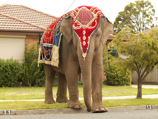 File:Anala-the-elephant-princess-5807923-1024-768.jpg
