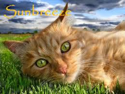 File:Sunbreeze.jpg