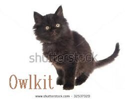 Owlkit