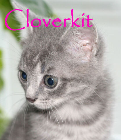 File:Cloverkit.jpg