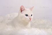 Depositphotos 2231569-White-cat-with-blue-eyes