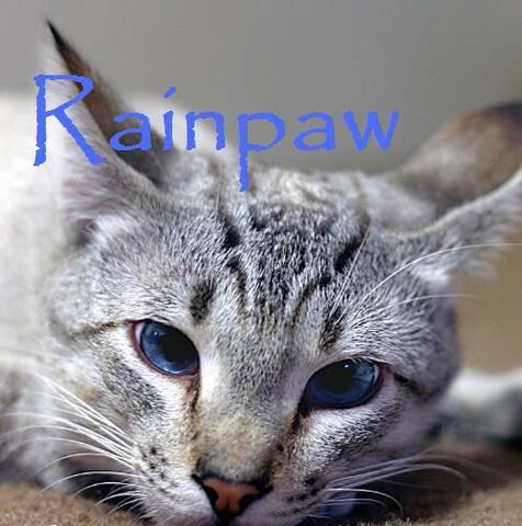 File:Rainpaw.jpg