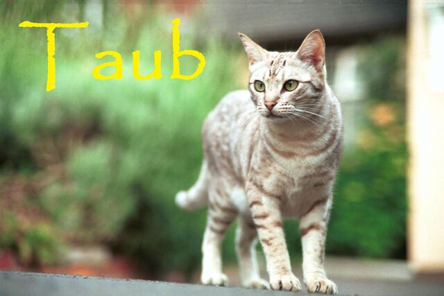 File:Taub.jpg