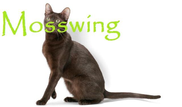 File:Mosswing.jpg