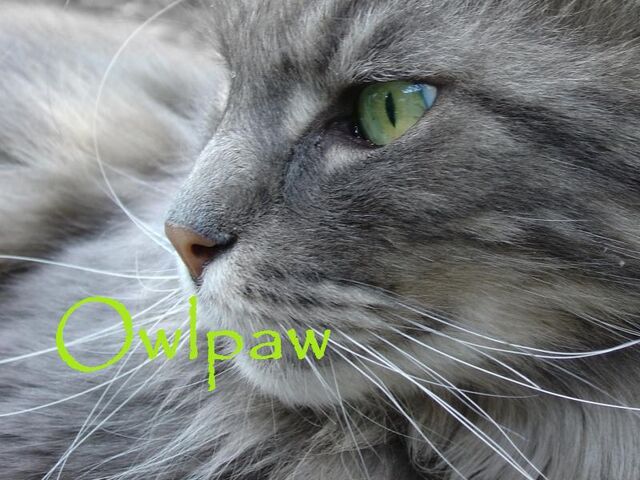 File:Owlpaw.jpg