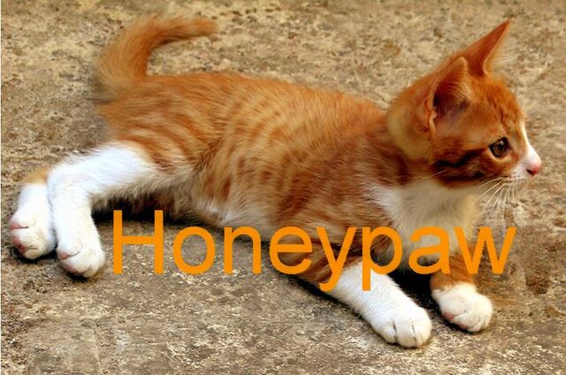 File:Honeypaw.jpg