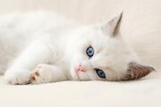 Cloudfur