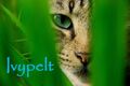 Thumbnail for version as of 22:11, December 23, 2012