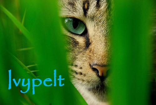 File:Ivypelt.jpg