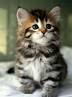 File:Kitty!.jpg