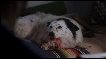 the hidden movie dog from nightmare on elm street 4 the hidden movie dog from nightmare on elm street 4