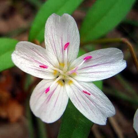 File:Wild Power Flower.jpg