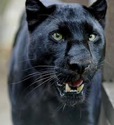 Shapeshifter-Leopard