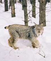 Snow Lynx-Zane